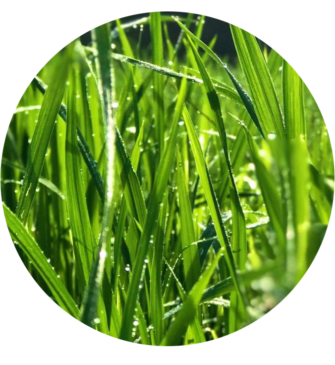 Grass-Beaducky